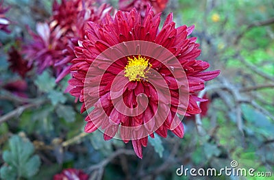 Chrysanthemum indicumÂ is a flowering plant commonly calledÂ Indian chrysanthemum Close up view. Stock Photo